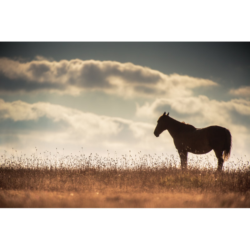 Wild Horse by Valio84sl - Wrapped Canvas Print, 30cm H x 46cm W