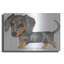 «Dappled Dachshund Walking» par Danny Gordon-604819485