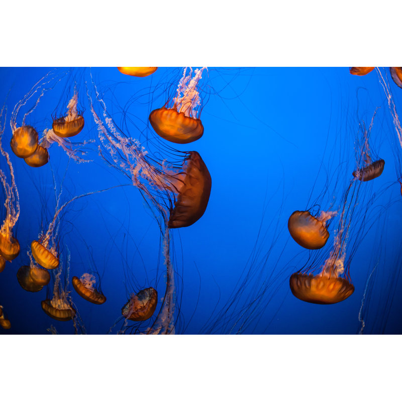 Arango Sea Nettle Under Water - Wrapped Canvas Print, 30cm H x 46cm W x 3.8cm D