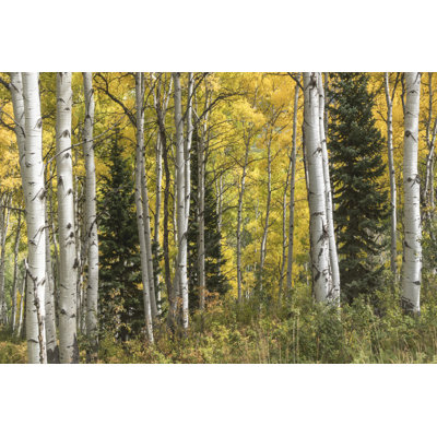 " Aspen " by Danny Head