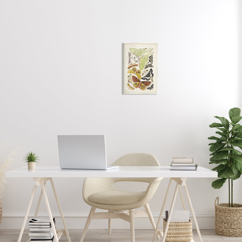 Vintage Moth Species Graphic Art Print on MDF Wood