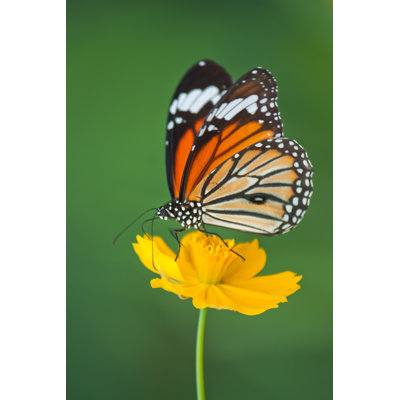Monarch Butterfly - Wrapped Canvas Print