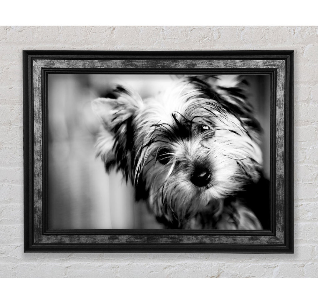 Niedlicher Yorkshire Terrier - Druck