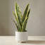 Plante de faux serpent en pot texturé 16 po Tova