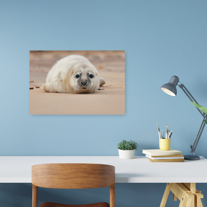Adorable Seal Pup Contemporary Animal Beach Wall Art Print 1 Piece Wrapped Canvas Wall Art, 30.48cm H x 45.72cm W