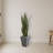 Sansevieria Artificial Plant in Slate Planter