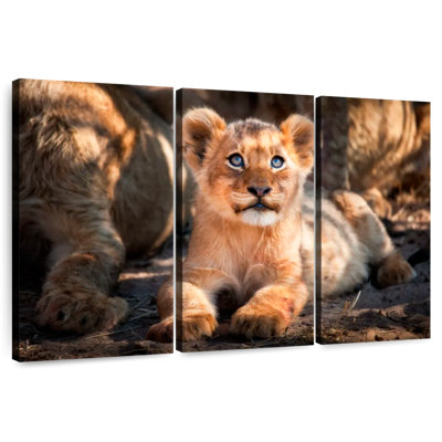 Lion safari Brampt
