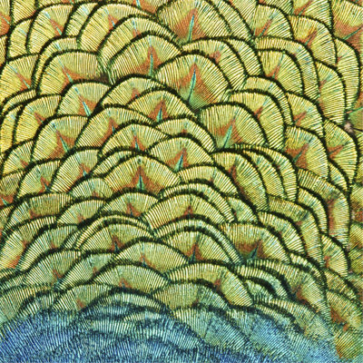 Bird of a Different Feather III Graphic Art by Austin Beiv