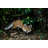 Fox Figurine