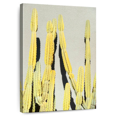 Cactus jaune Harnek