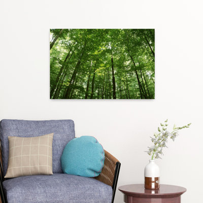 Faible angle de vue des arbres de hêtre, Allemagne