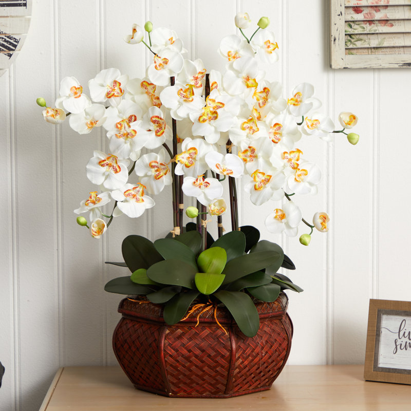 Grande agencement floral à phalaenopsiss orchidées en vase