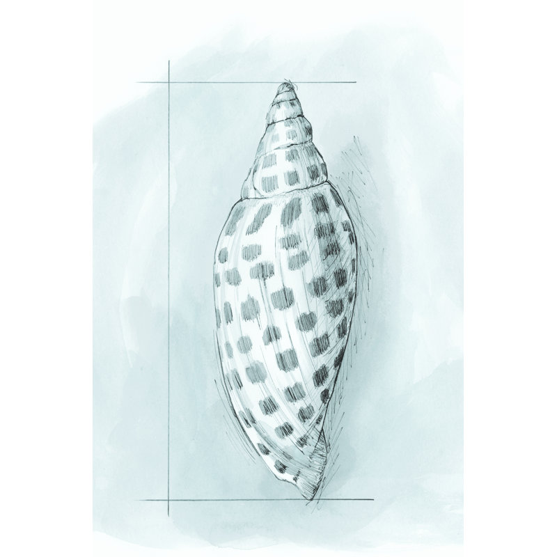 Coastal Shell Schematic IV by Megan Meagher - Wrapped Canvas Art Prints, 46cm H x 30cm W x 3.8cm D