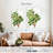 Keiri Carob Tree-108383668
