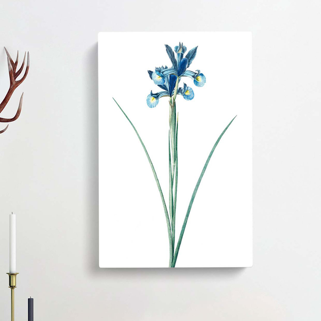 Spanish Blue Iris Flowers by Pierre-Joseph Redoute - Wrapped Canvas