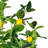 51" Artificial Green and Yellow Real Touch Lemon Tree