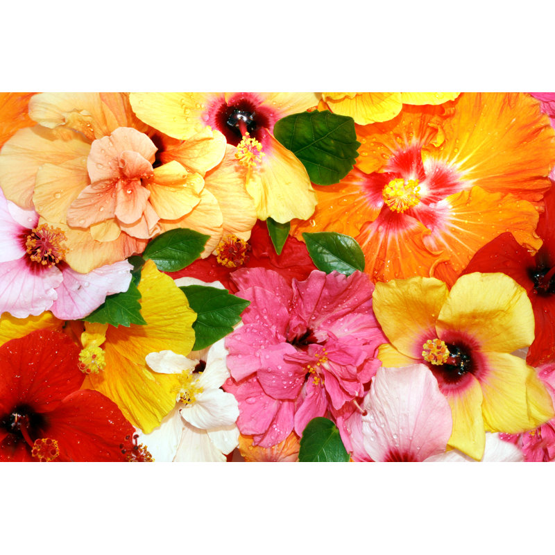 Hibiscus Flowers - Wrapped Canvas Print, 20cm H x 30cm W