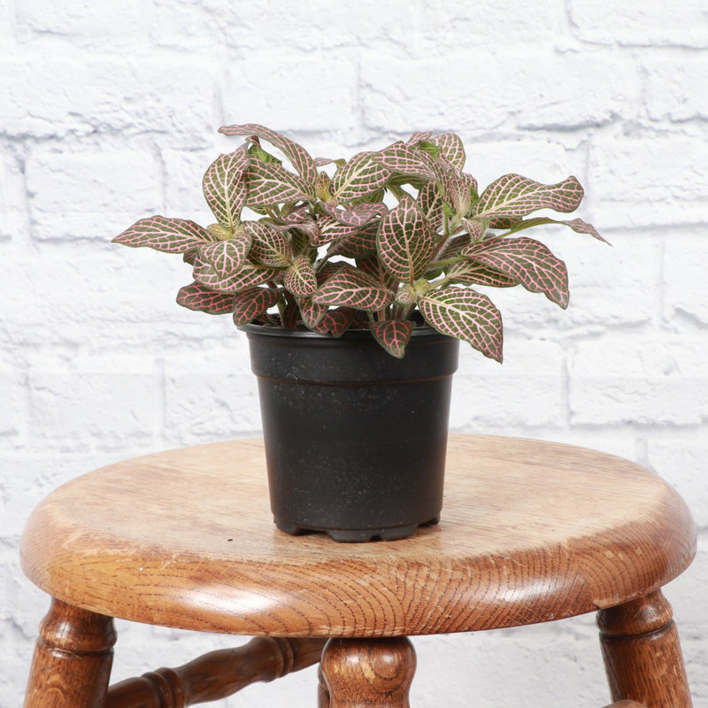 Live Pink Fittonia Nerve Plant, Matte Black