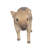 Wild Baby Boar Standing