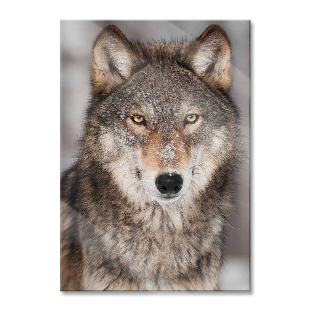 Glasbild Wachsamer Wolf