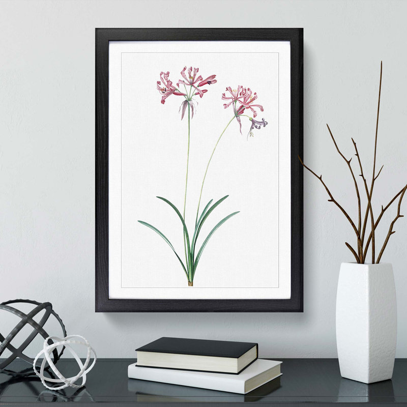 Nerine Lily Flowers by Pierre-Joseph Redoute - Picture Frame Painting Print, 48cm H x 36cm W x 2cm D, Black Framed
