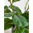 45cm Faux Ficus Tree in Ceramic Pot