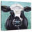 Brampt Cow Clyde-109216333