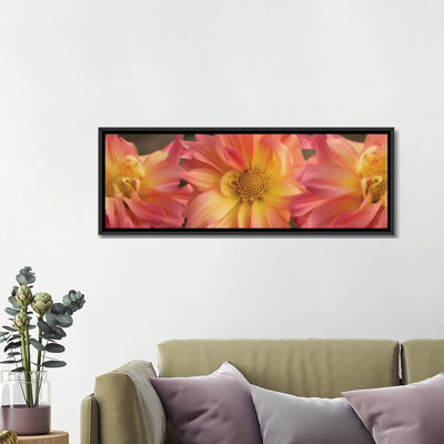 " Close-Up Of Dahlia Flowers Blooming On Plant VI " Color Photography