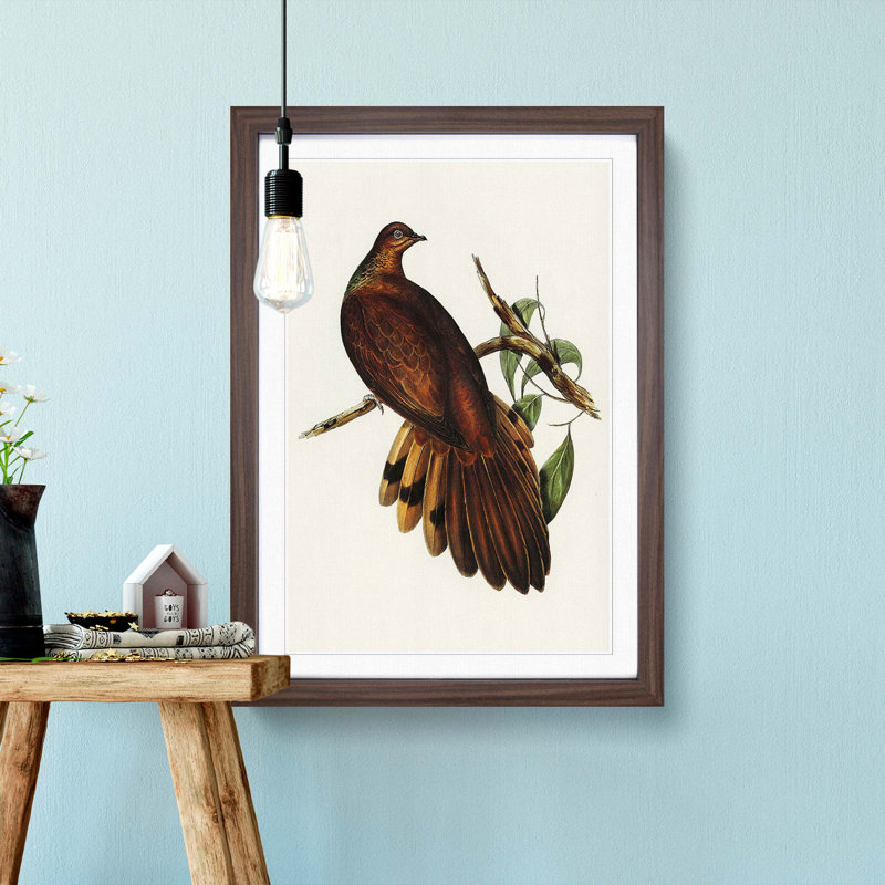 Pheasant-Tailed Pigeon by Elizabeth Gould - Picture Frame Painting Print, 65cm H x 48cm W x 2cm D, Walnut Framed