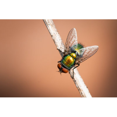 Voler sur une photographie sur toile