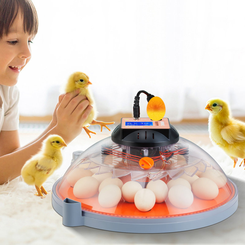 Incubateur à œufs de poule Ecke 20+ Eggs