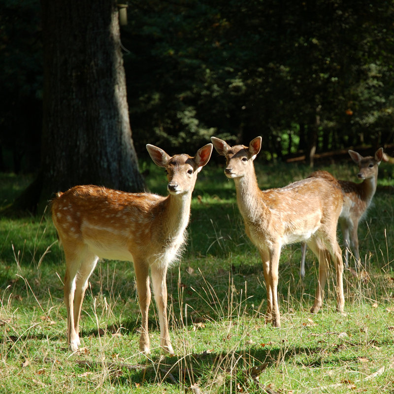 Two Young Roe Deers In A Forest by EdeWolf - Wrapped Canvas Print, 91cm H x 91cm W