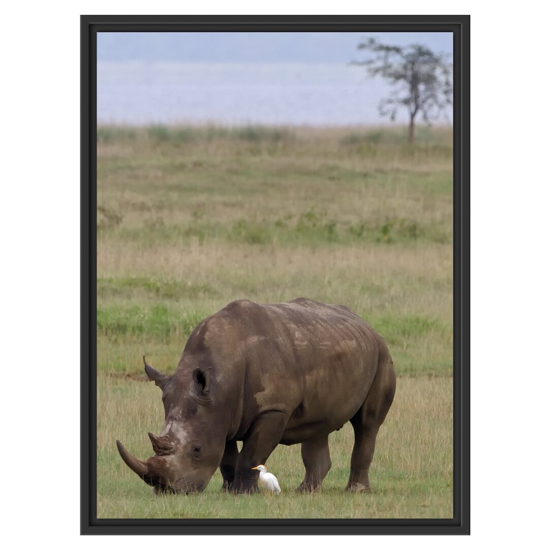 Gerahmtes Wandbild großes Nashorn beim Fressen