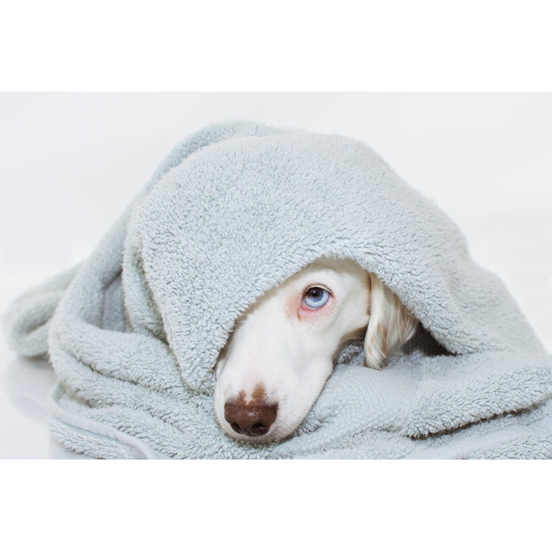 Dulac Cute White Dog - Wrapped Canvas Print, 20cm H x 30cm W x 3.8cm D