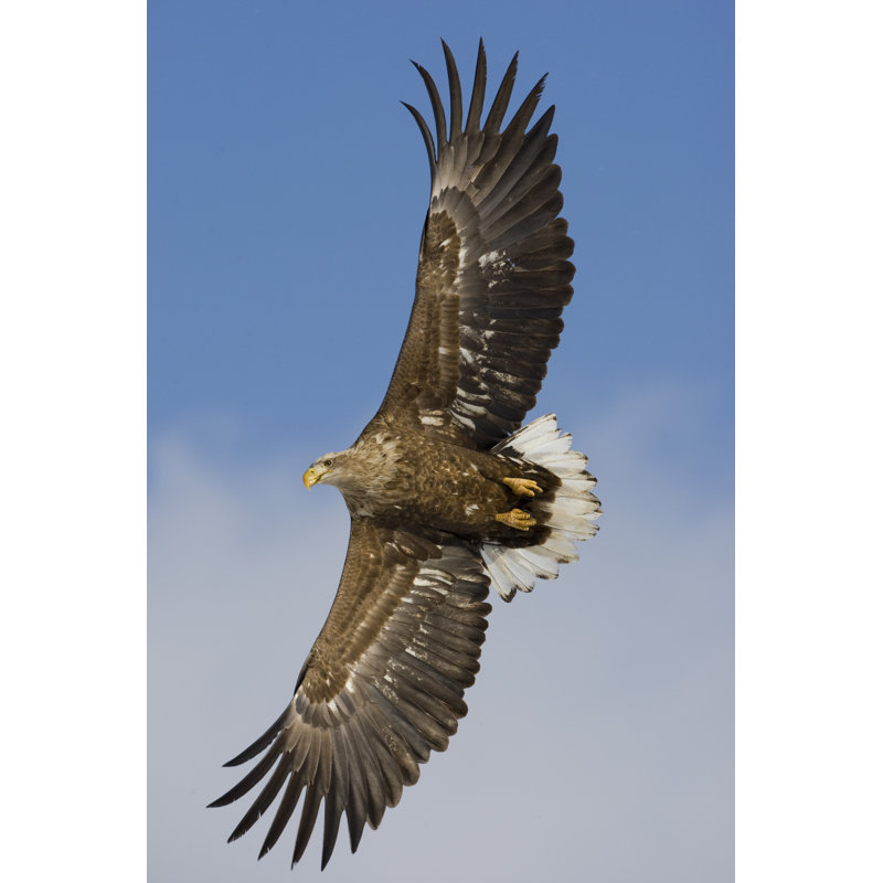 Aigle de mer à queue blanche de juillet, Haliaeetus Albicilla sur toile par Mikelane45, photographie, L 12 po x H 18 po