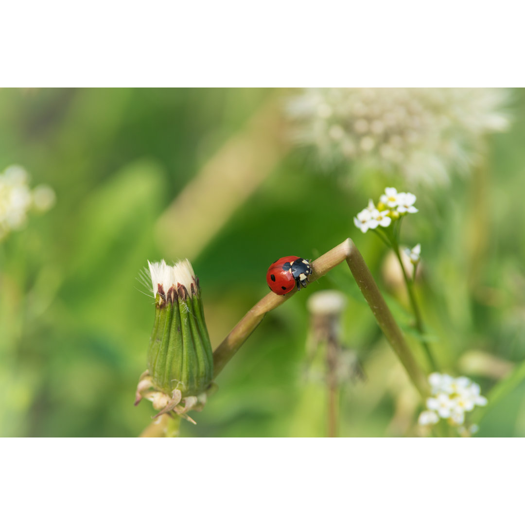 Close Up Of Ladybug von Belis - No Frame Fotografie auf Leinwand