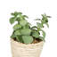 3 plantes grasses en pot
