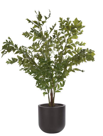 Fishtail Palm, Dome Planter Mocha