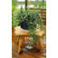 Support pour plante en bois de cèdre, tabouret, banc de jardin et table d'appoint Natural