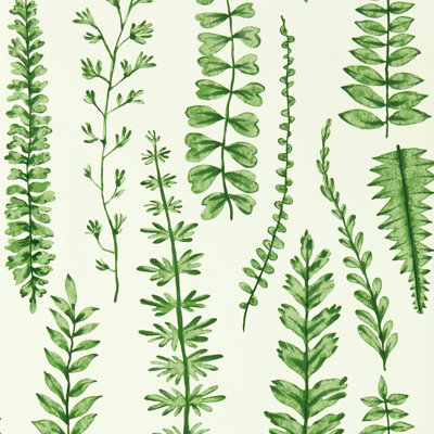 Ferns