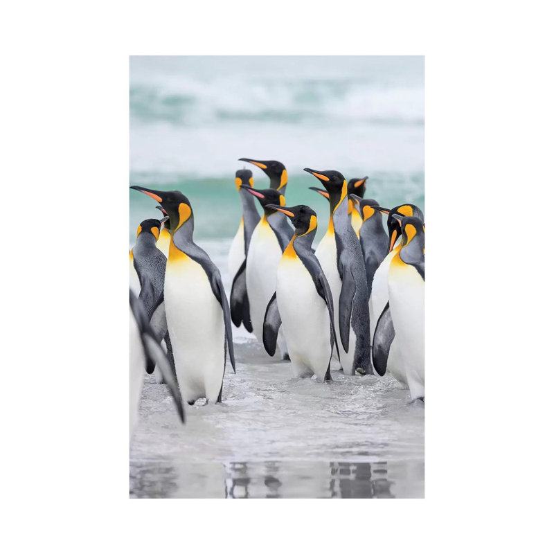 King Penguin On Falkland Islands. by Martin Zwick - Wrapped Canvas Print, 20.32 cm H x 30.48 cm W