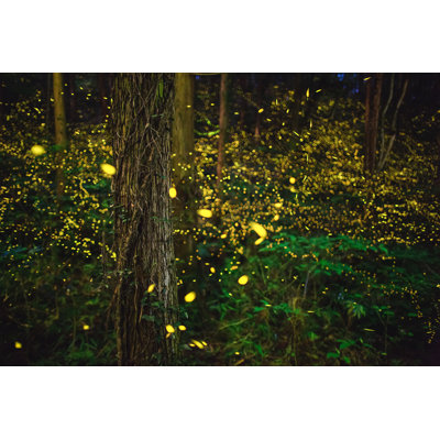 Fireflies Glowing In The Forest At Night by Tdub303 - No Frame Art Prints on Canvas