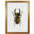Honey Oak Frame
