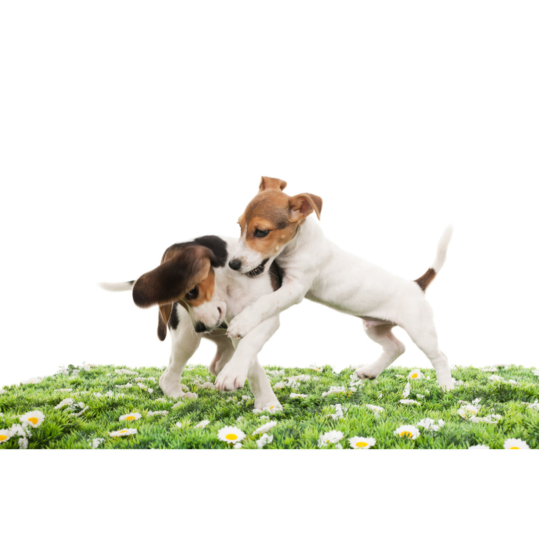 Jack Russell Terrier und Beagle von 101cats - Drucken