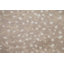Tapis oriental à pois marocain 5 x 8