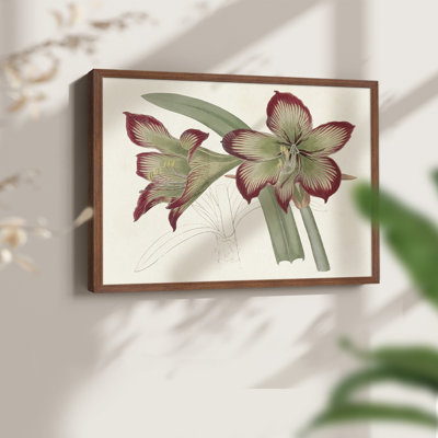 Amaryllis Varietals IV - Impression encadrée - Restickable