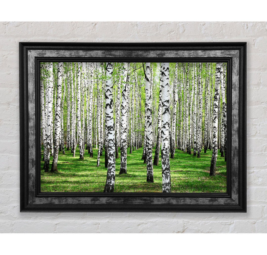 Wandbild Silver Birch Beauty