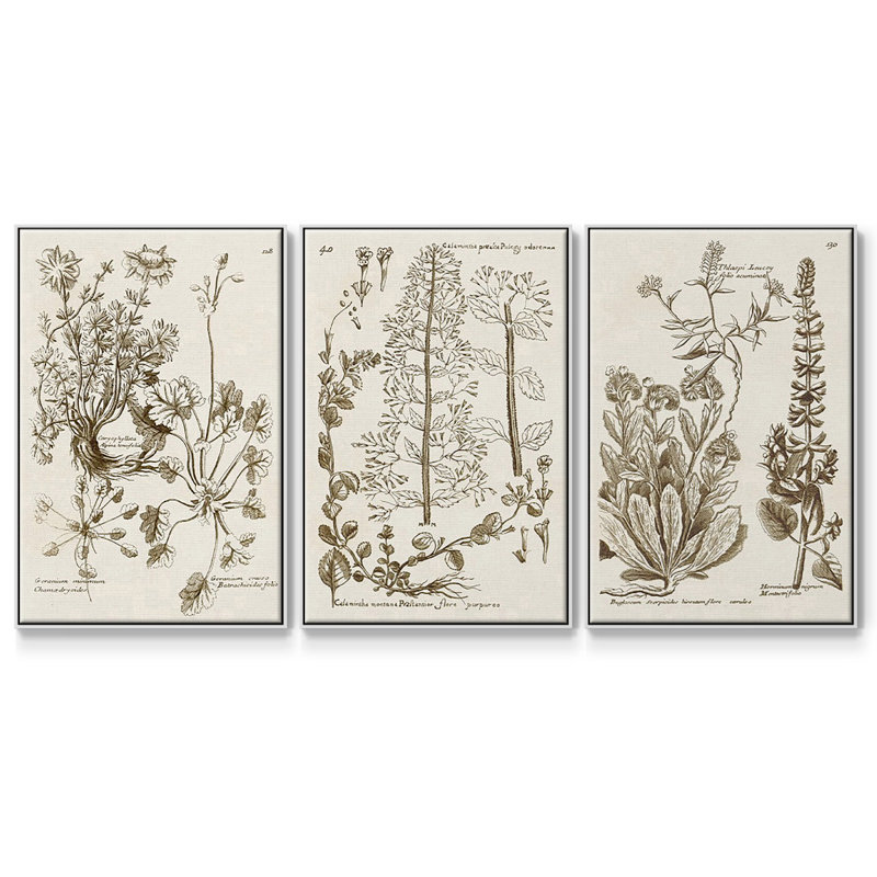 «Sepia Botanical Journal IV», ensemble de 3 pièces encadrées sur toile, Blanc, H 36 po x l 72 po