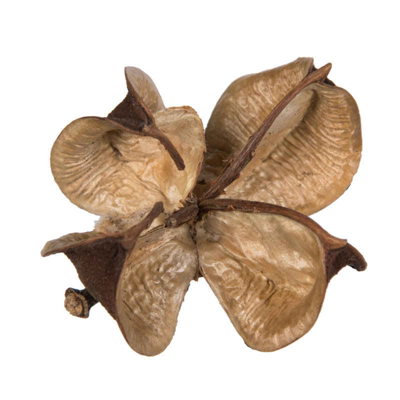 Preserved Cotton Arrangement