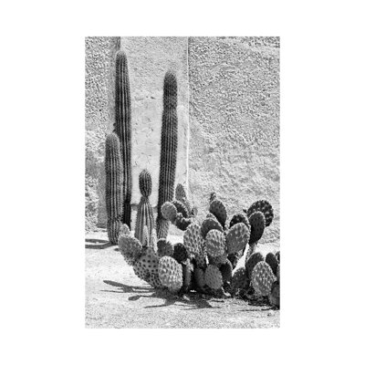 Série noire Arizona - Cactus figue de barbarie - PHD1468